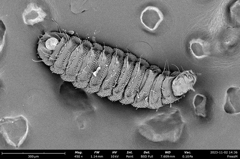 BSF-larvae-microsscope