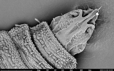Unveiling the Enigmatic World of the BSF Larvae