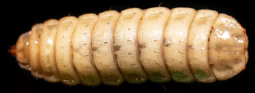 Growthlarvae-80