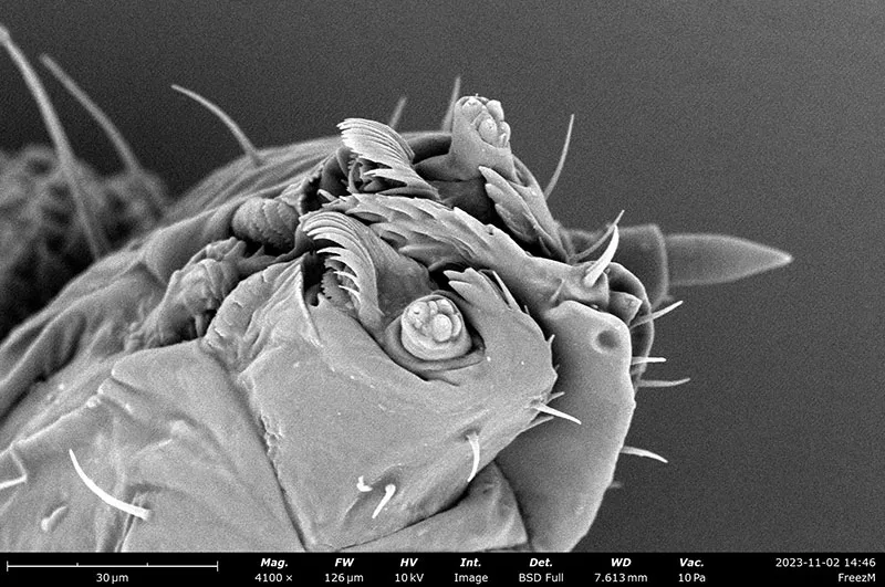 head-BSF-larvae