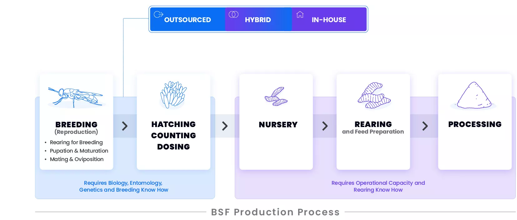 BSF Production and Breeding Models with FreezeM