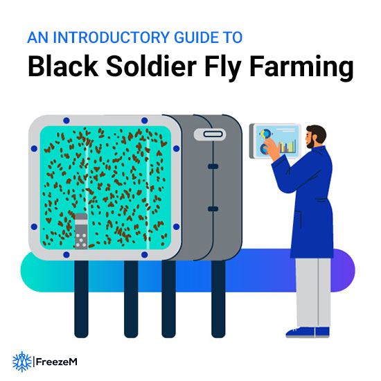 BSF Farming: Your Intro to Sustainable Insect Agriculture