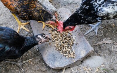 Chicken Feed Ingredients: The Black Soldier Fly Advantage