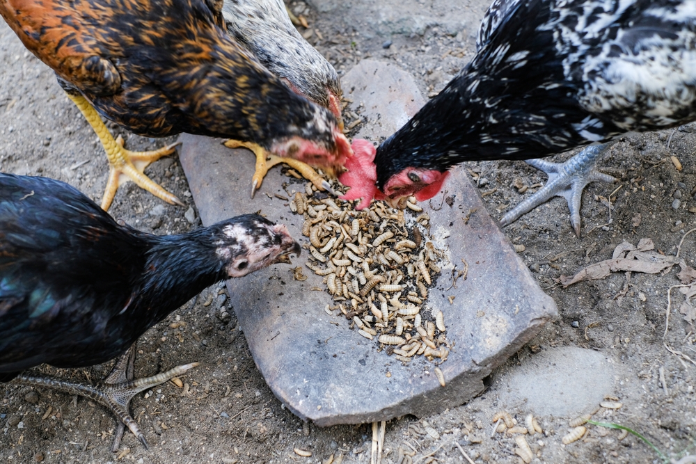 Chicken Feed Ingredients: The Black Soldier Fly Advantage